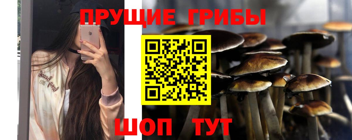 Сафоново  Галлюциногенные грибы Psilocybine cubensis  Вход с VPN 